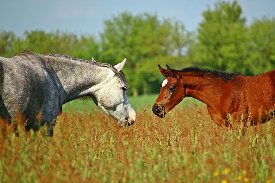 Blanco, marrón, caballo, de pie, frente, verde, hierba, durante el día, potro, pony
