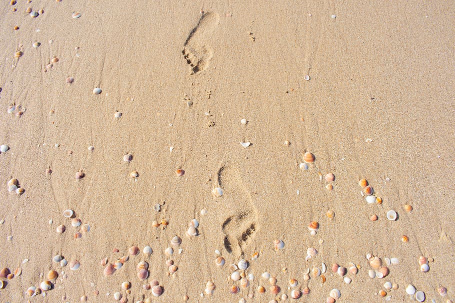 coast, sand, track, footprints in the sand, seashells, beach, land, nature, high angle view, sea