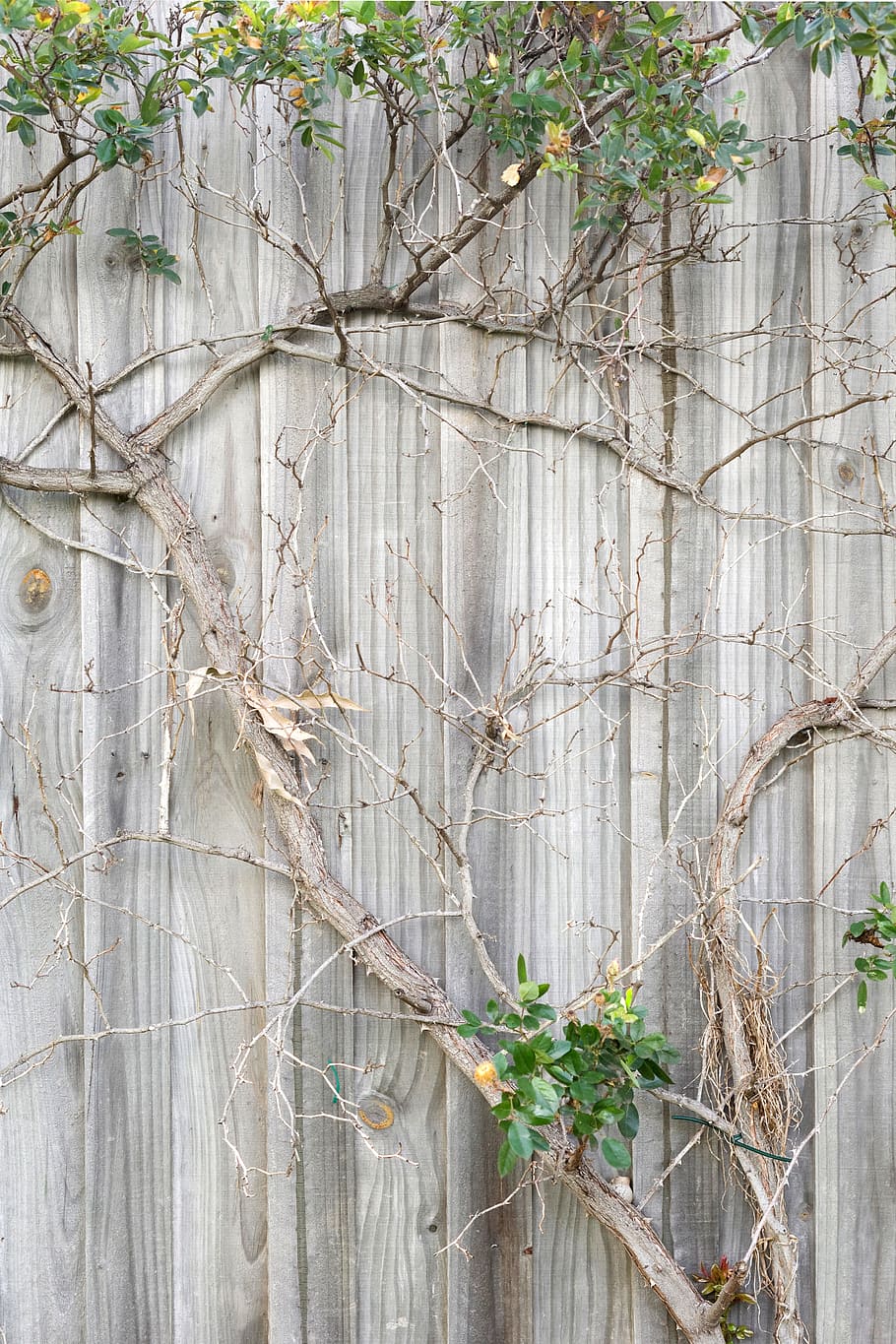 Fence, Wall, Plant, Branch, Tree, Wood, wall plant, palings, branches, nature