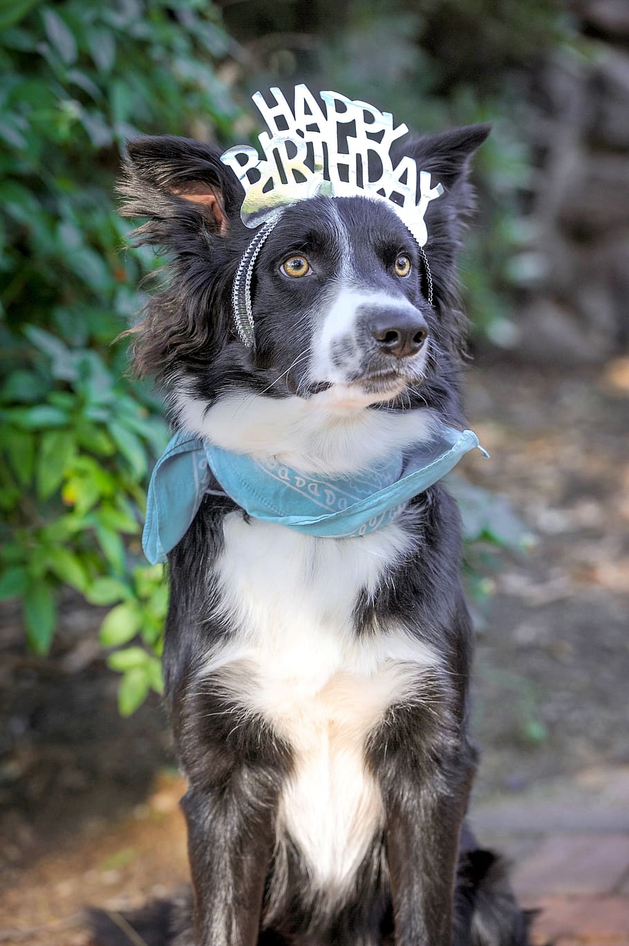 happy birthday, birthday, dog, birthday dog, border collie, birthday border collie, mammal, domestic animals, canine, one animal