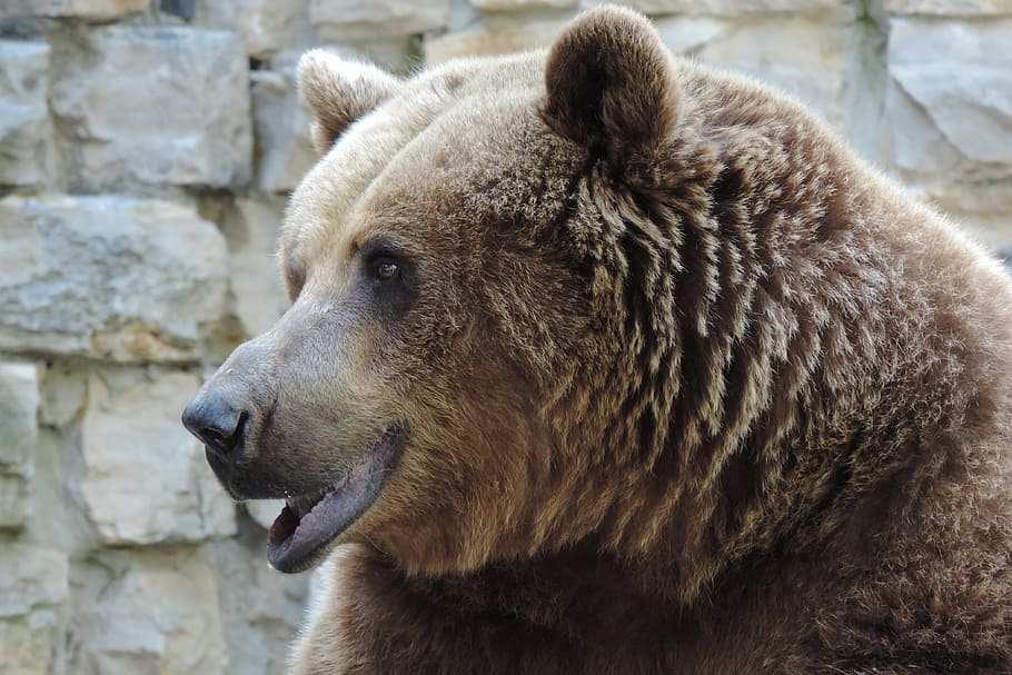 beruang coklat, kebun binatang, beruang, hewan, mamalia, predator, hewan liar, berbahaya, bulu, teddy