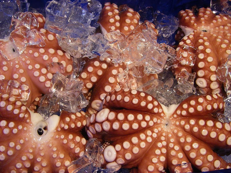 starfish, ice cubes, octopus, frozen, food, seafood, raw, squid, tentacle, marine