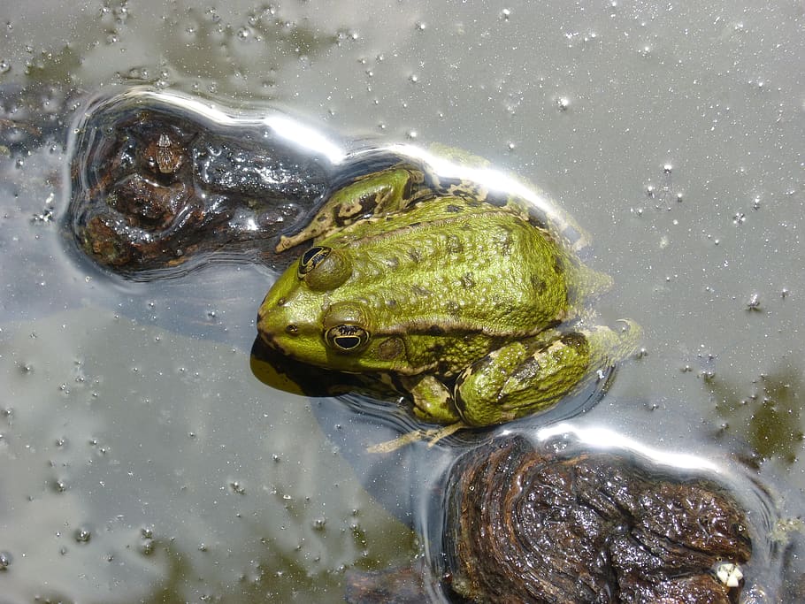 frog, batrachian, pond, float, green frog, wood, amphibians, raft, water, one animal