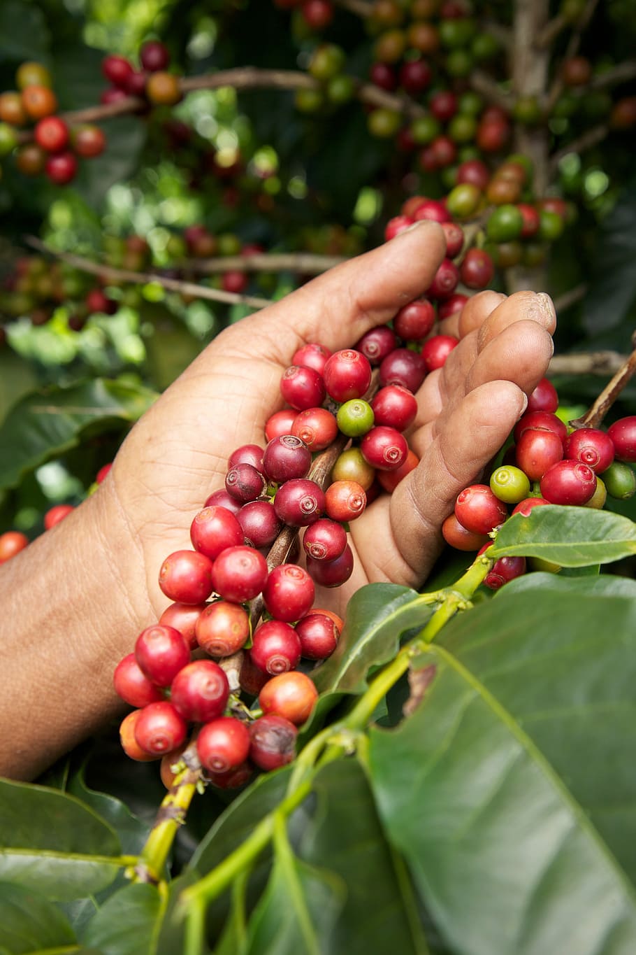 person, holding, coffee beans, coffee, coffe, sugar, fruit, food, agriculture, red