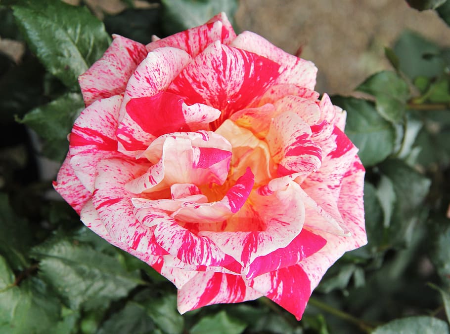 floribunda, rose bloom, exceptional, color variety, multi coloured, flower, blossom, bloom, queen of flowers, petals