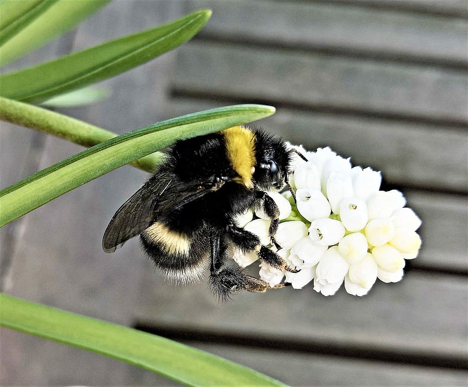 selectivo, fotografía de enfoque, negro, amarillo, abeja, encaramado, flor de pétalos, muscari, hummel, insecto
