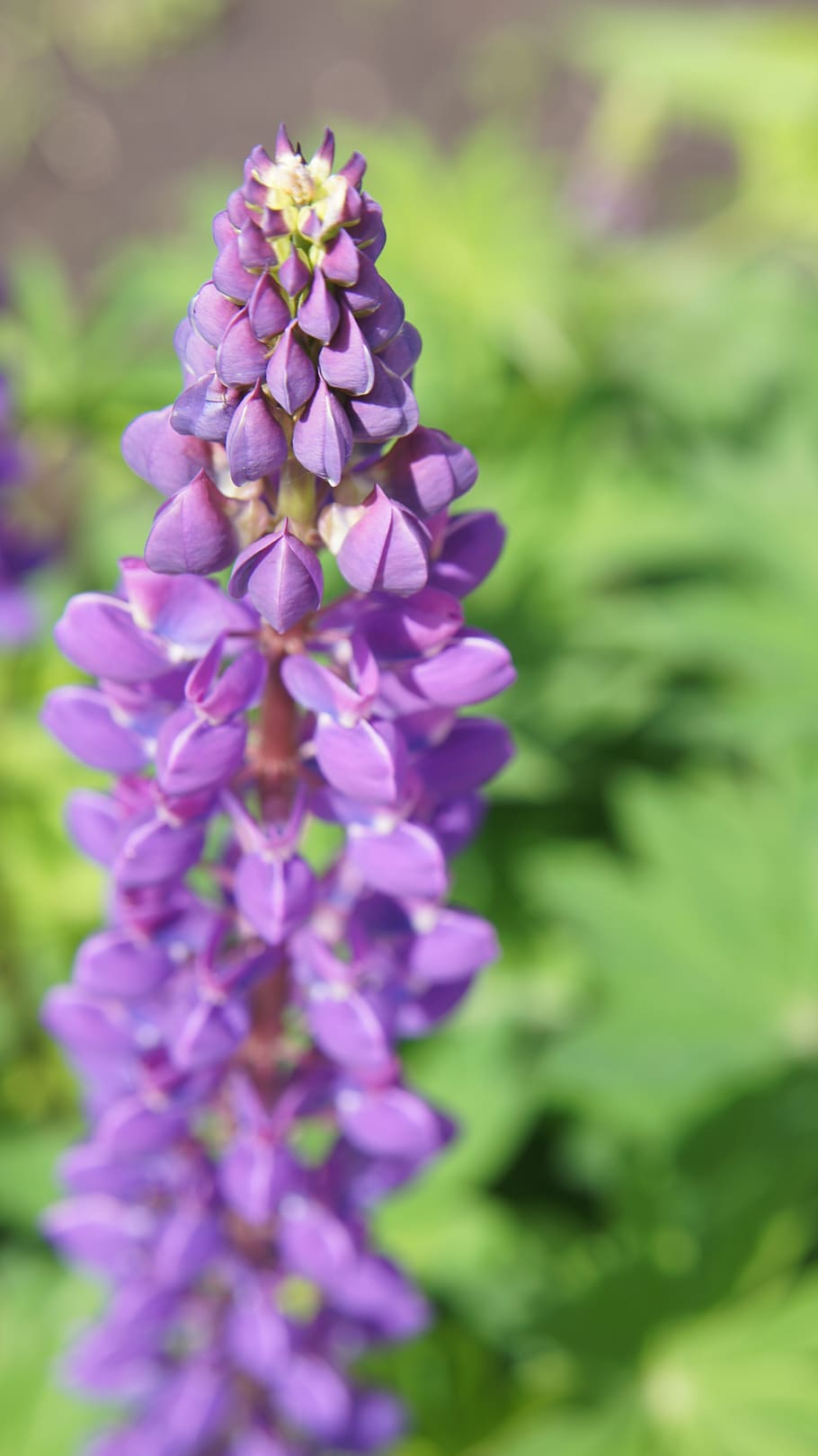lupino, violeta, flores violetas, púrpura, flor morada, flor, flora,  naturaleza, jardín, verde | Pxfuel
