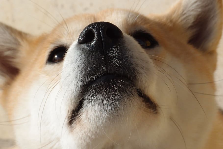 close-up photo, adult, tan, white, shiba inu, dog, nose, one animal, mammal, animal