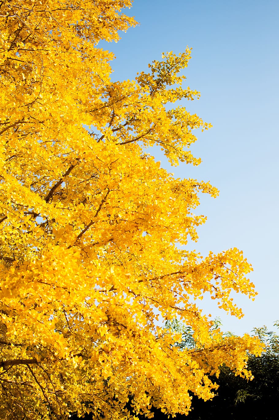 ginkgo biloba, autumnal leaves, landscape, sky, yellow, plant, tree, low angle view, beauty in nature, growth