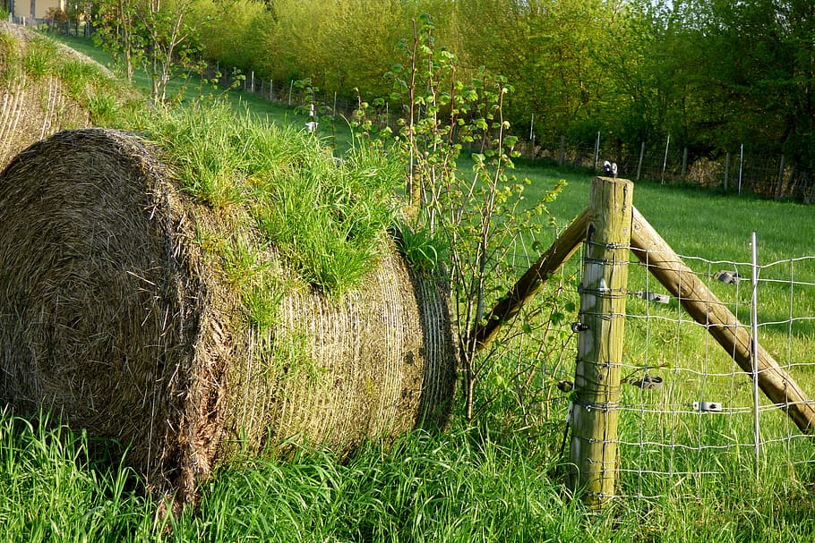 hay bales, pound sign, fencing, pasture, hill, nature, landscape, plant, tree, grass