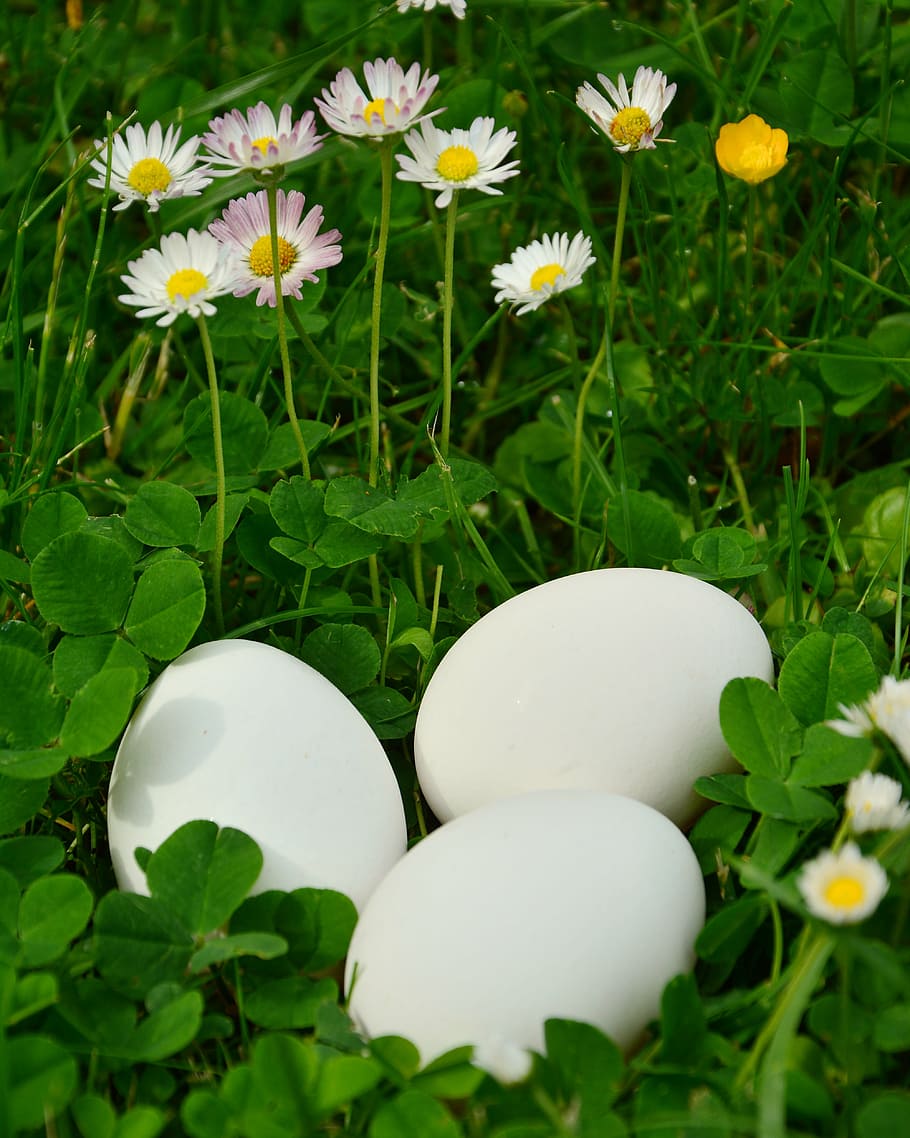 egg, white eggs, meadow, klee, daisy, of course, bio, chicken eggs, nutrition, chicken product
