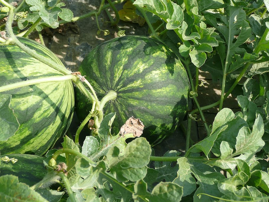 green watermelon fruit, watermelon, campaign, field, cultivation, agriculture, nature, green color, leaf, plant part