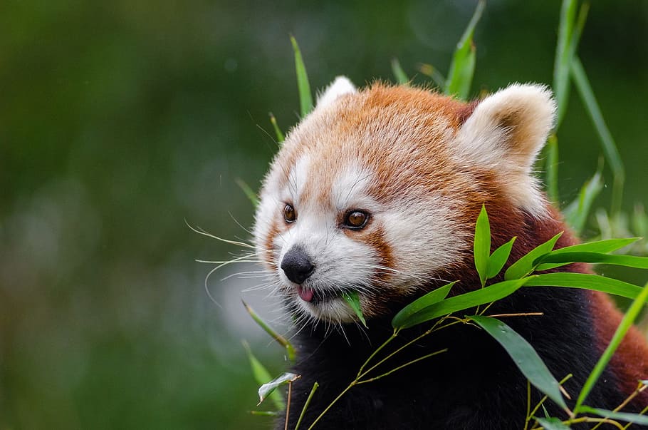 red, panda, bear, daytime, Red Panda, Panda Bear, little panda, cute, bamboo, mammal