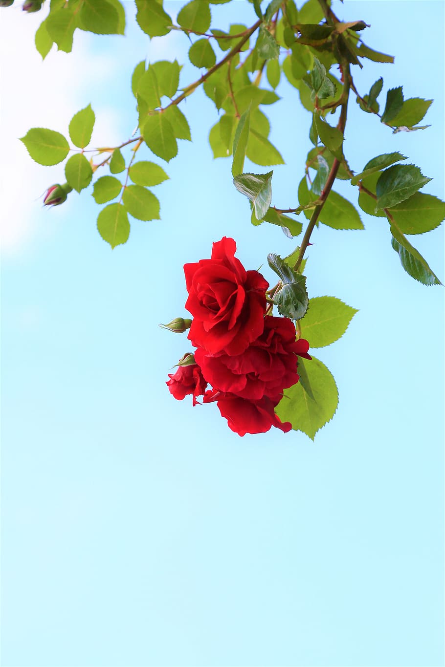 background, rose, nature, beautiful, plant, flower, the leaves are, red, colors, love