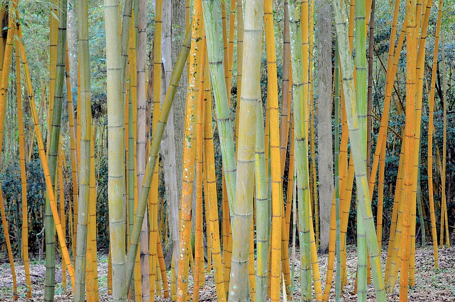 bamboo, tree, louisiana, bayou, nature, forest, natural, bamboo trees, full frame, backgrounds