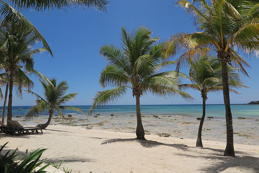 cancun, mexico, beach, resort, sun, tree, land, palm tree, sand, sky