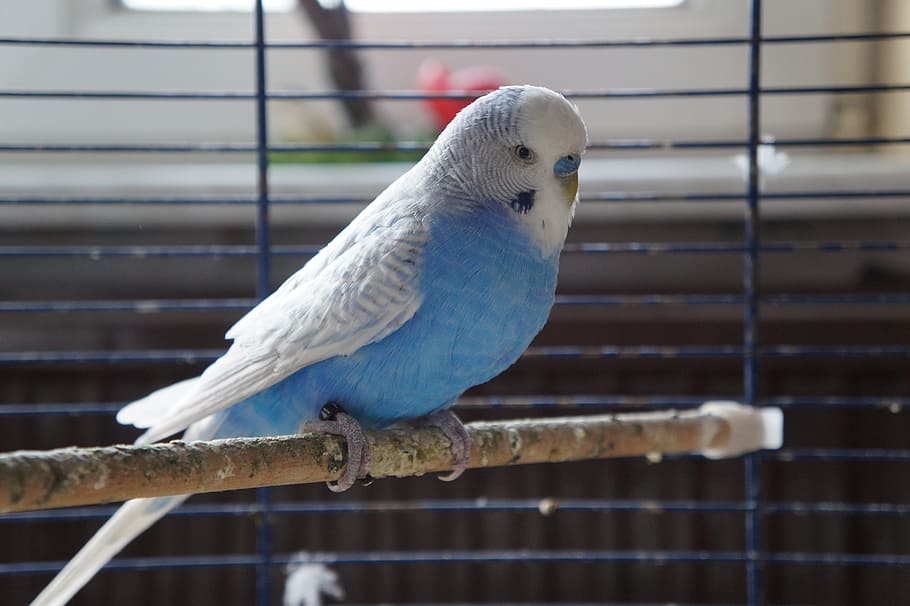 pájaro, pluma, naturaleza, periquito, vestido de primavera, azul, peso pluma, ligeramente, plumaje, facilidad