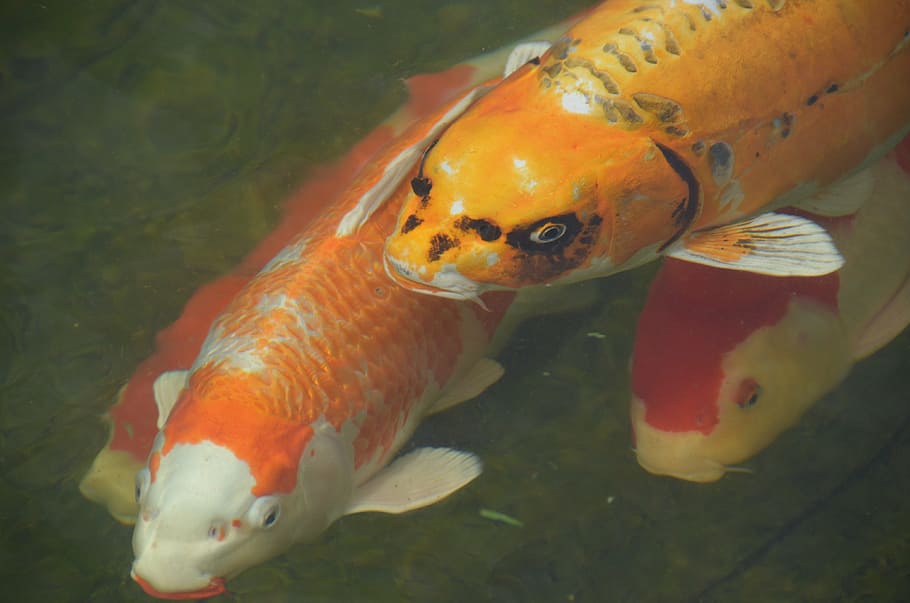 cuatro, peces koi japoneses, agua, pescado, carpa koi, peces dorados, estanque, naranja, animal, temas de animales