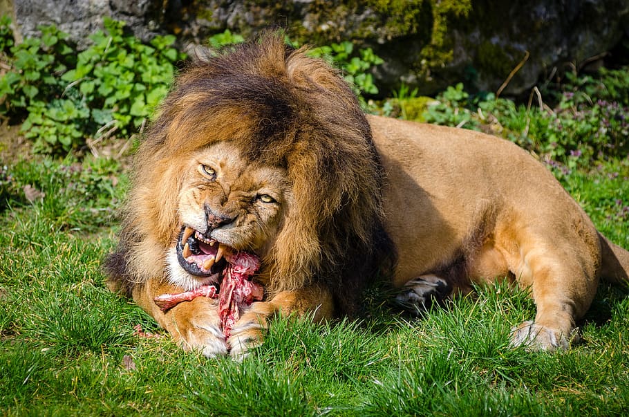 macho, león, comiendo, carne, rodeado, hierba, animal, grande, gran gato, canino