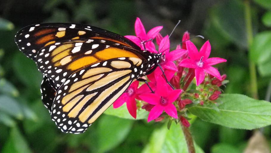 kupu-kupu, serangga, babočkovití, bunga, tanaman berbunga, keindahan di alam, tema hewan, hewan, satu binatang, satwa liar hewan