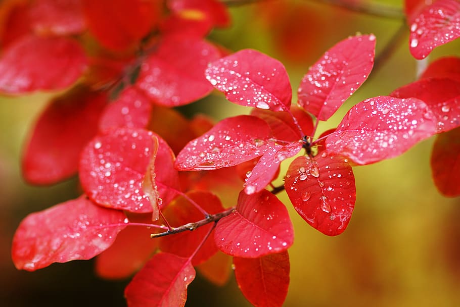 autumn, labrador tea, red leaf, city, golden autumn, yellow leaves, leaves, trees, rain, listopad