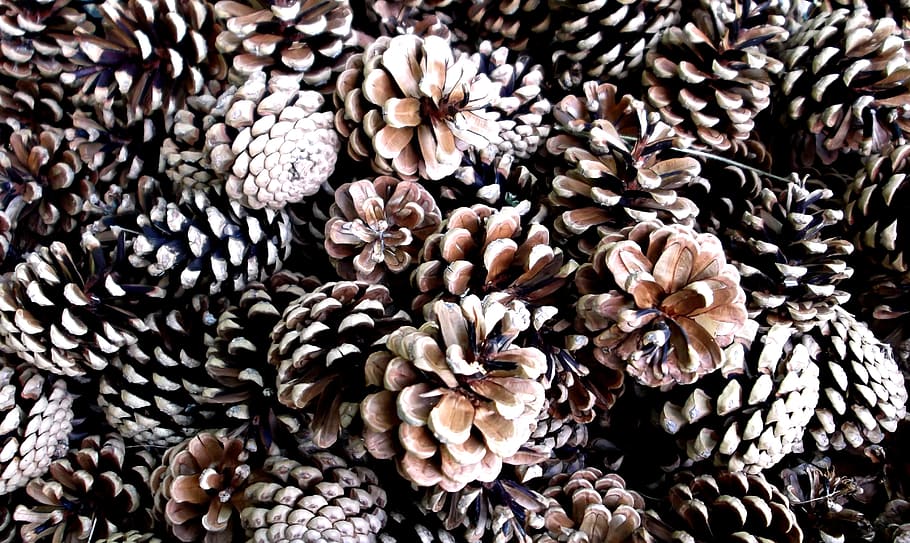 pine cones, cone, pine, tree, nature, brown, pine nuts, full frame, backgrounds, close-up