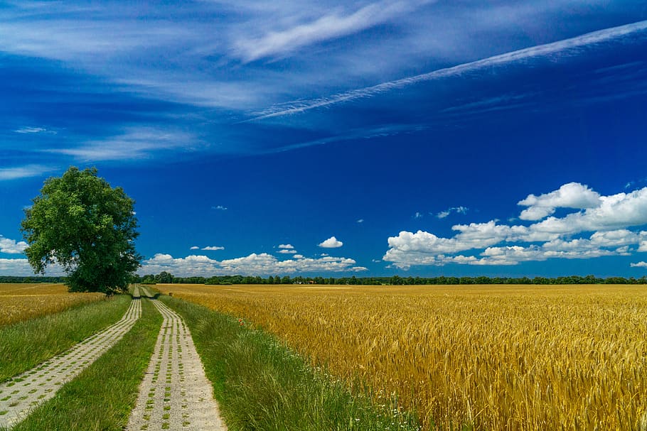 summer, field, barley, nature, landscape, agriculture, fields, harvest, rural, clouds