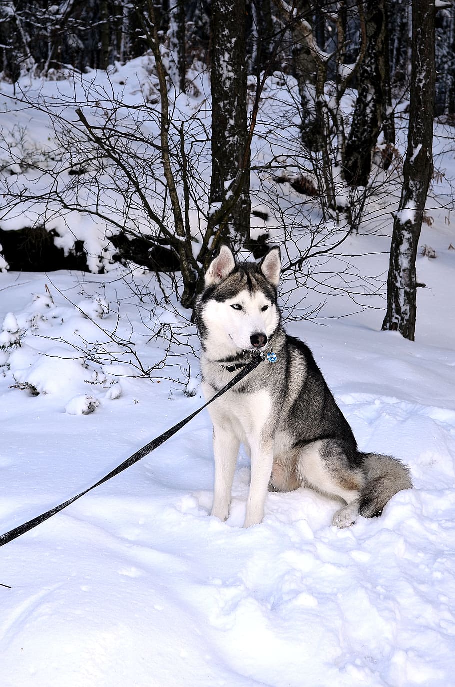 ハスキー, 犬, シベリアンハスキー, そり犬, 晴れた, 冬, 肖像画, 動物, 一匹の動物, 雪