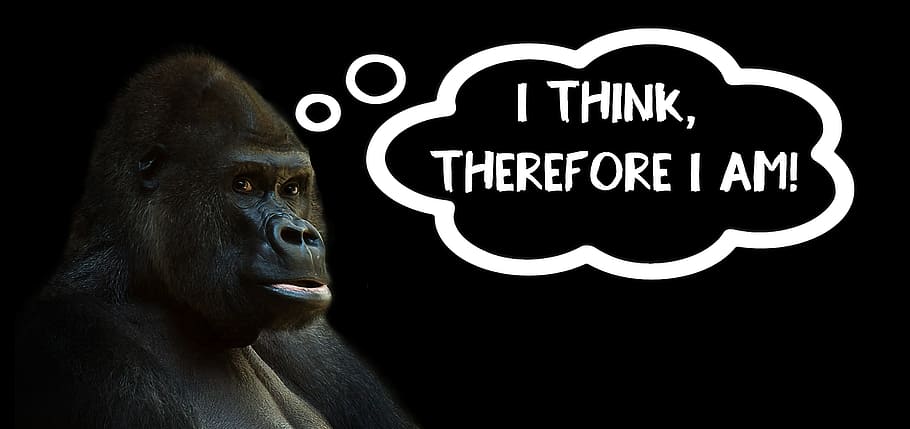gorilla, text overlay, think, thinking, silverback, ape, animal, monkey, leader, black