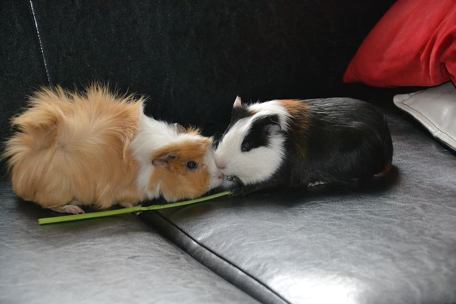 guinea pigs, animal, pet, fur, sweet, small, nature, funny, pets, domestic