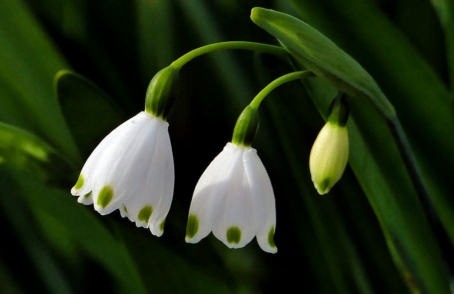 Snowdrop, Galanthus, two, -petaled, flowers, flowering plant, flower, petal, fragility, beauty in nature