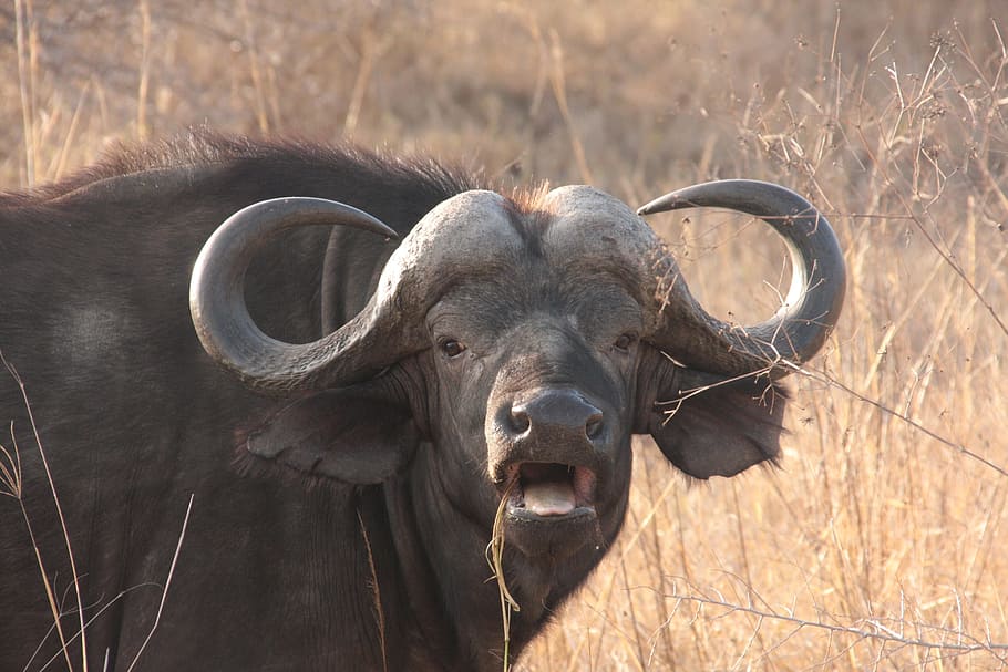 de pie, seco, alto, hierba, búfalo de agua, Safari, Big Five, los cinco grandes, búfalo, vida silvestre