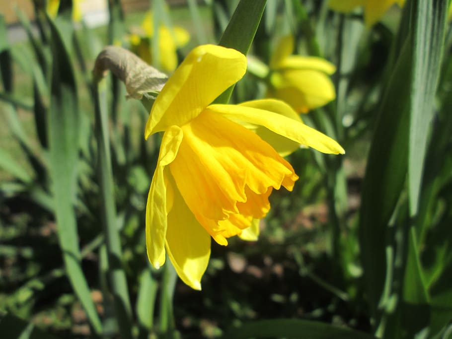 daffodil, yellow daffodil, easter lilies, garden, yellow, flowers, spring, easter, pingstliljor, sunny