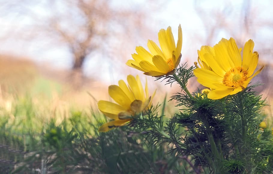 close, yellow, broad, petaled flowers, plant, nature, live, flower, flowering plant, freshness