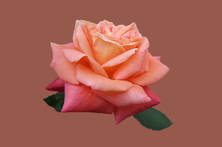 pink rose, rosengarten bad kissingen, rose city bad kissingen, floribunda, close, rose bloom, bad kissingen, rose garden, rose, flower