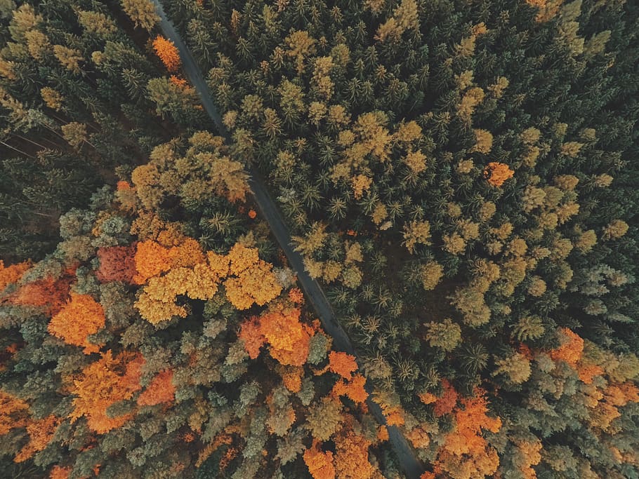 nature, landscape, woods, forest, trees, leaves, green, autumn, fall, aerial