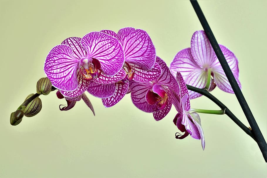ungu, bunga poppy, closeup, fotografi, Anggrek, Lila, Bunga, Alam, Tanaman, indah