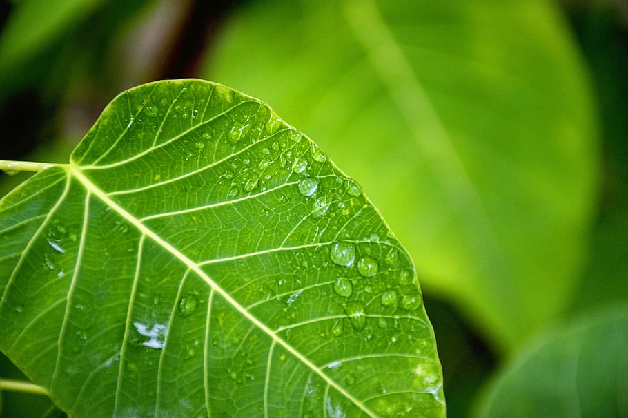 nature, plants, green, leaves, veins, water, dew, dewdrops, droplets, leaf