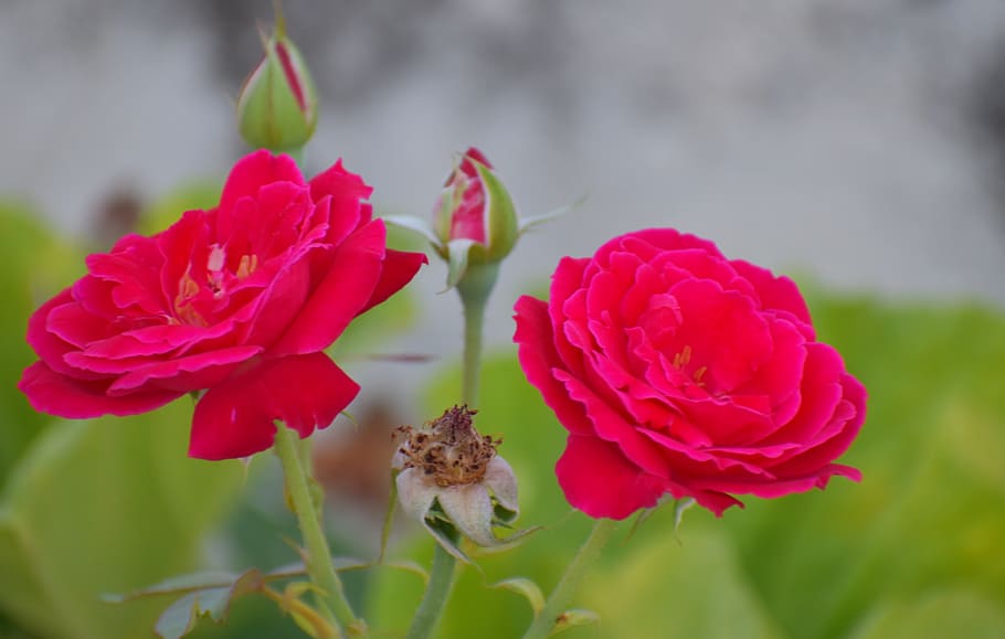 twin roses, buds, shredded flower, life circle, red roses, flowering plant, flower, plant, beauty in nature, freshness