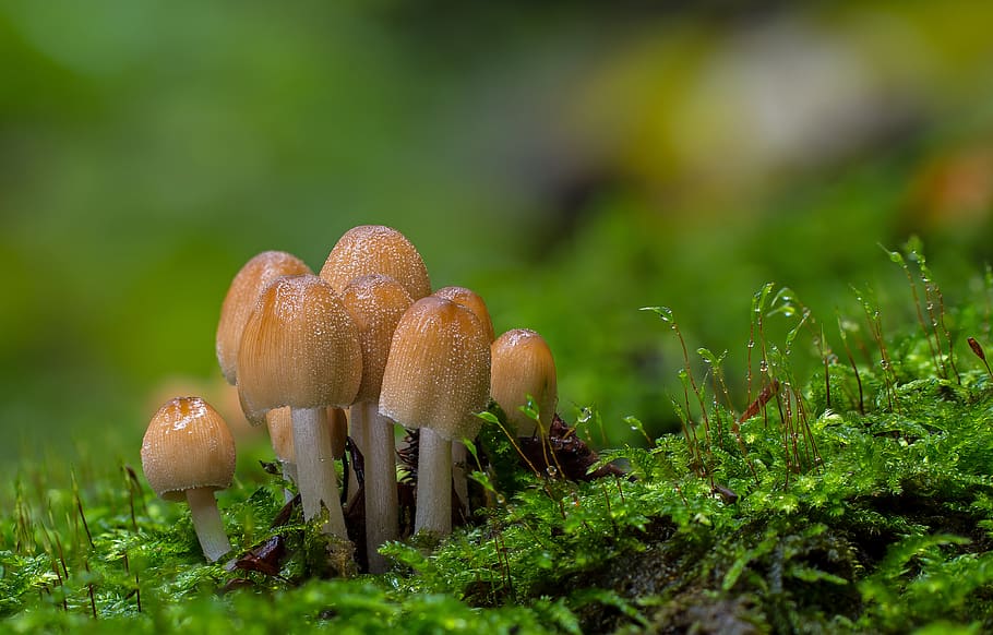 small mushroom, mushrooms, moss, sponge, disc fungus, forest mushrooms, mushroom collection, agaric, screen fungus, autumn