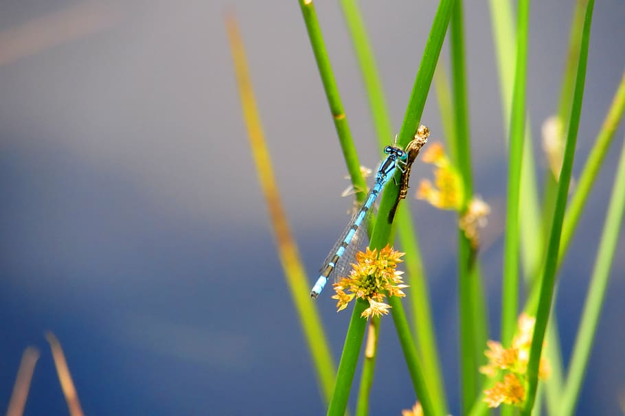 teal damselfly, green, plant close-up photography, closeup, photography, teal, black, robberfly, grass, dragonfly