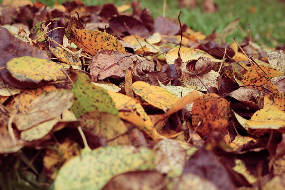 daun, musim gugur, luar ruangan, rumput, kabur, bagian tanaman, kering, Daun-daun, merapatkan, alam