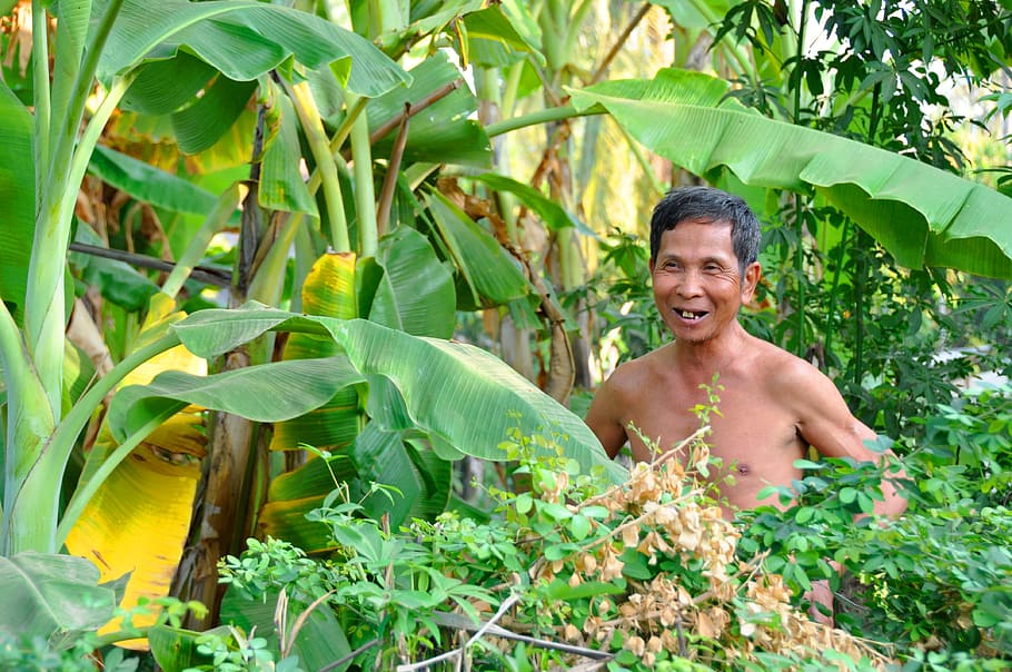 人間, kambotscha, バナナ農園, アジア, 男性, 上半身裸, 笑顔, 葉, 植物の一部, 一人