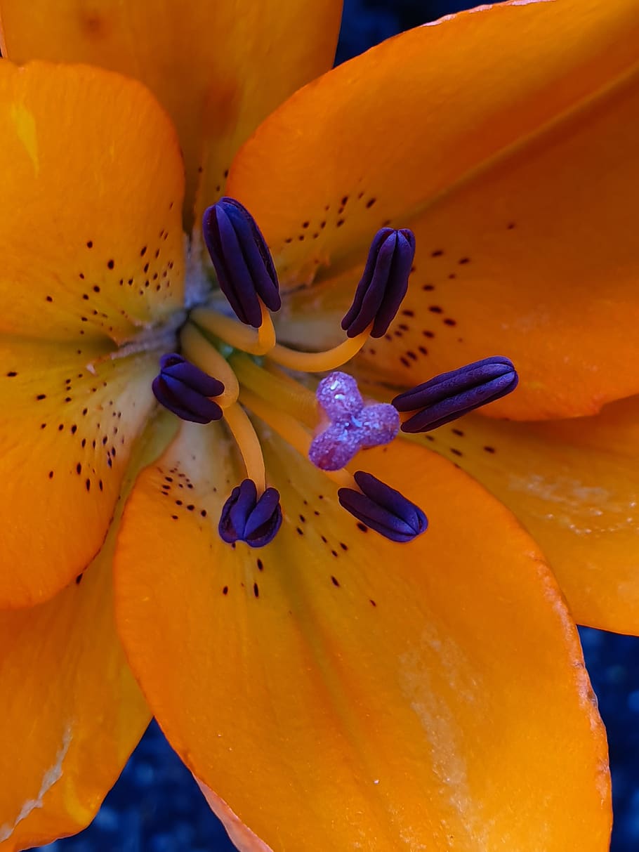 flower, close up, pistil, stamens, lily, petal, flowering plant, beauty in nature, flower head, close-up