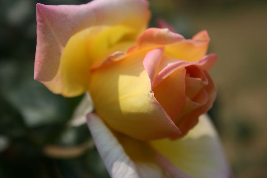 rose, pinky-yellow, opening, bloom, bud, petals, soft, delicate, green leaves, light