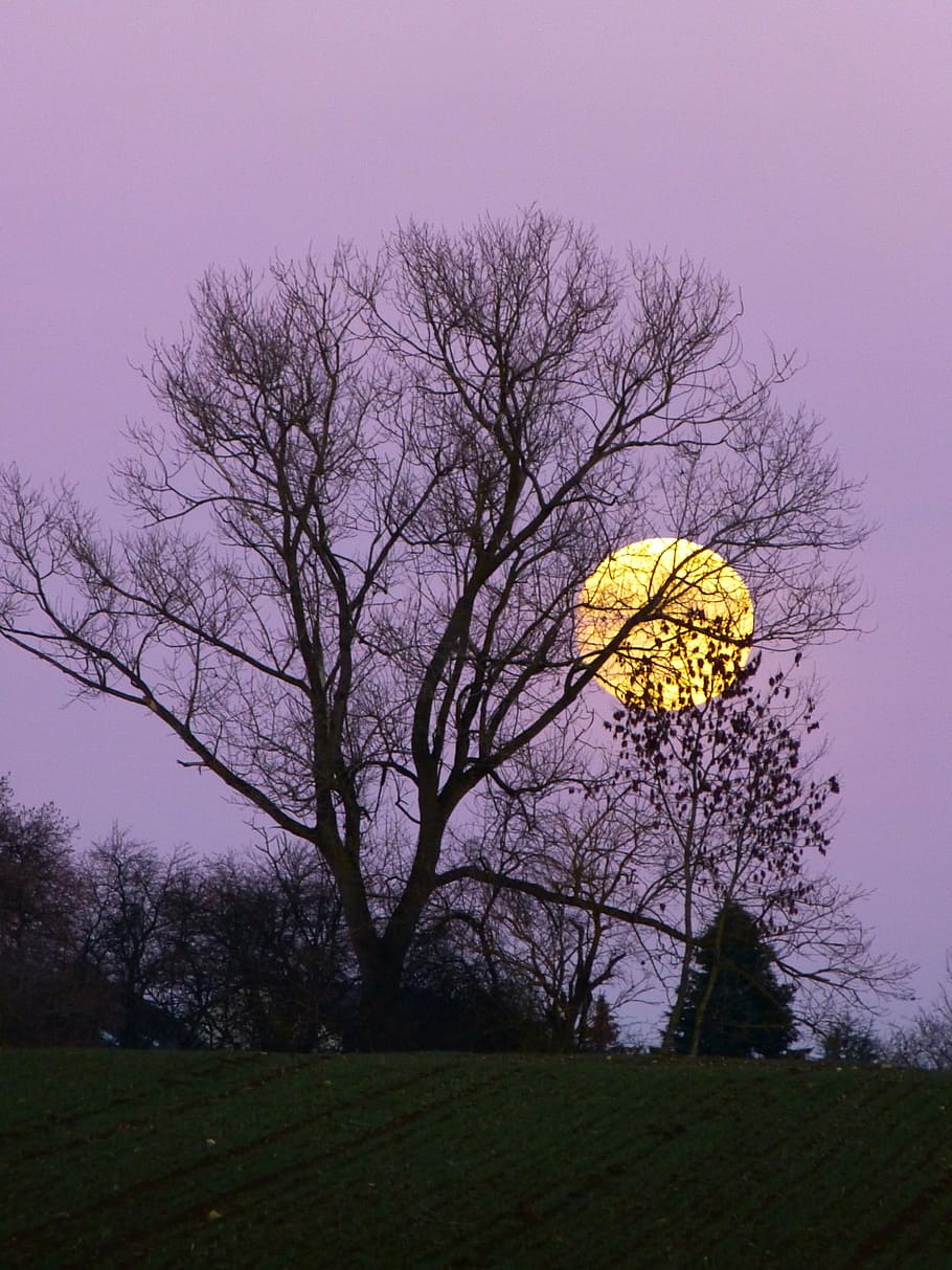 bare, tree, behind, sunset, moon, full moon, moonrise, evening, twilight, moonlight