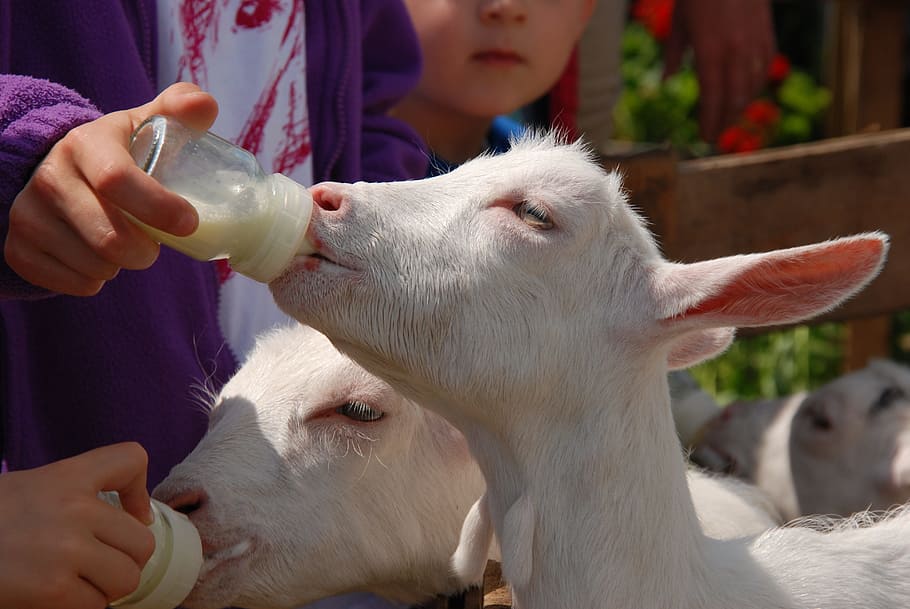 Goat, Bottle, Feed, Suck, Feeding, feeding bottle, animal, mammal, cattle, white