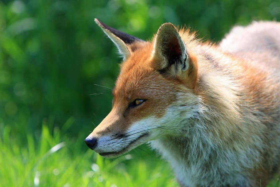 selective, focus, fox, green, grass, red fox, animal, wild, wildlife, close-up