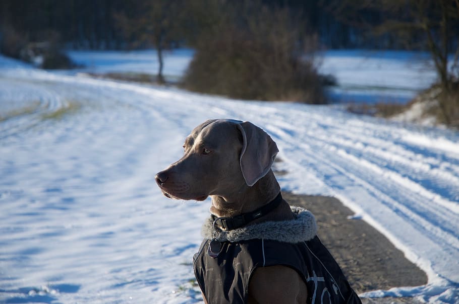 dog, weimaraner, winter, snow, pet, nature, animal, canine, one animal, mammal