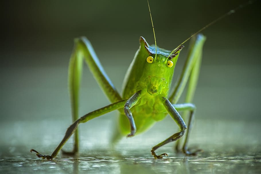 green, katydid, macro photography, cricket, grasshopper, lobster, insect, insects, animal, nature